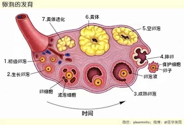 【医美绝伦】妇科医学美图联播