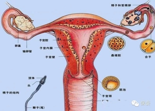 宫颈癌发生在子宫下部的子宫颈出现细胞异常的时候 .